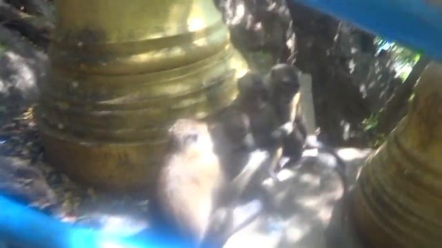 Tiger Cave Temple, Krabi, 1237 steps смотреть онлайн