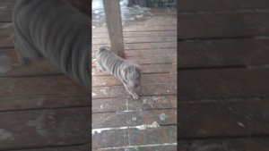 Влюблённых Утро в питомнике