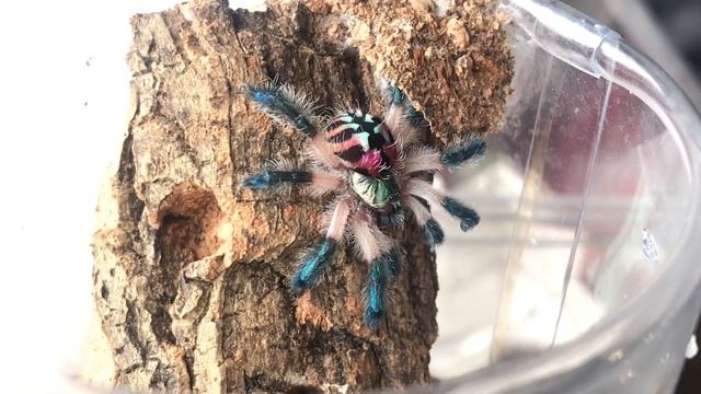 Typhochlaena seladonia смотреть онлайн