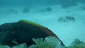 Crimson Wrasse in cleaning station