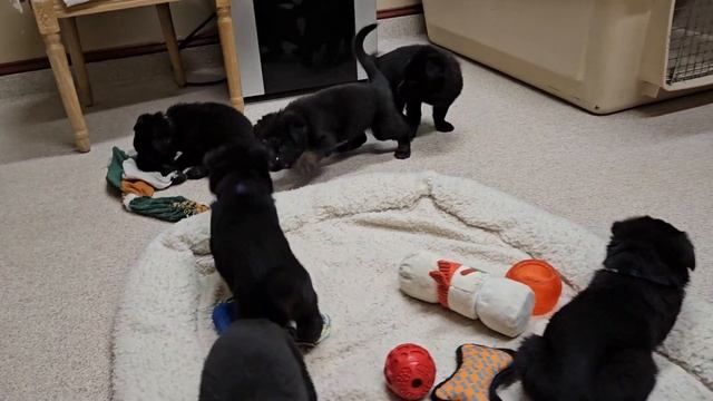 Freya x Rory litter 4 plus weeks old смотреть онлайн