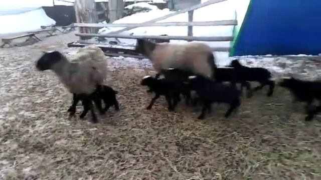 Овцы романовской породы смотреть онлайн