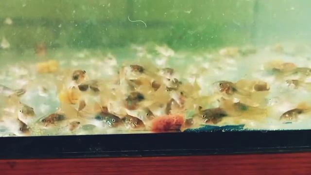 # Сомики #Играют # Сталкер. Кормление аулофорусом смотреть онлайн