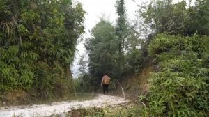 185 Days: Harvesting Banana, Manioc Tubers, Pepper, Coriander & Salad goes to market sell. Ly Thi Ca