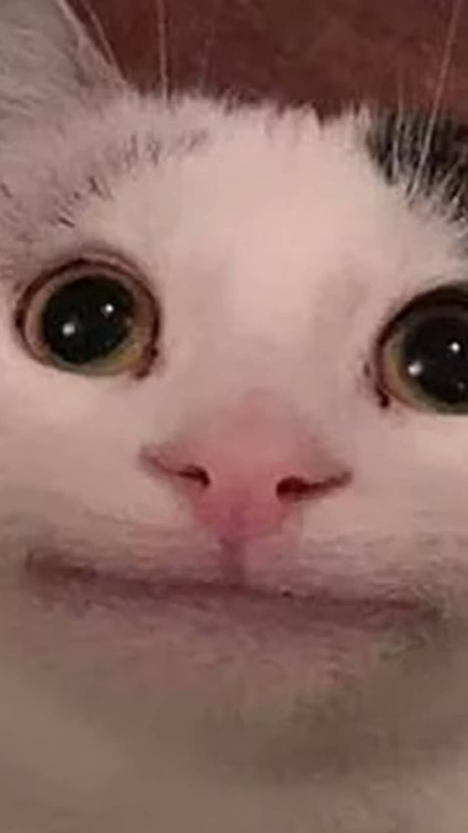 Мемы 
Роблокс Китти
Мемчики 
Смотреть больше видео от канала roblox kitty
