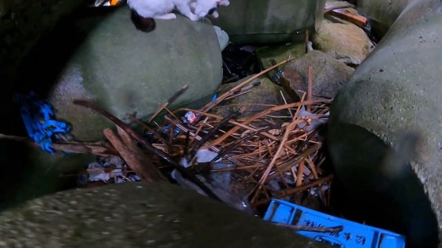 梅雨の土砂降りの日に子猫へビショ濡れで授乳する母猫と母猫への給餌 野良猫 感動猫動画 смотреть онлайн