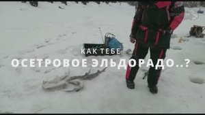 Лучшая осетровая рыбалка в Подмосковье