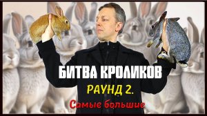 Битва кроликов. Раунд 2. Максимальный вес