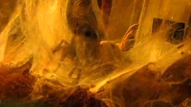 Greenbottle Blue Tarantula (Chromatopelma cyaneopubescens) mating смотреть онлайн