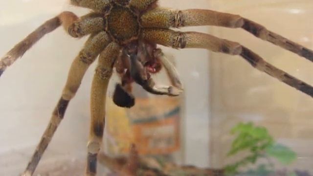 Brazilian Wandering Spider Cleaning Itself смотреть онлайн