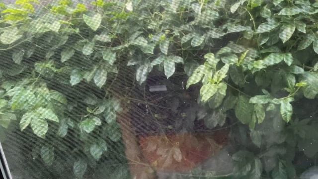 Raining/pussy sperm is coming смотреть онлайн