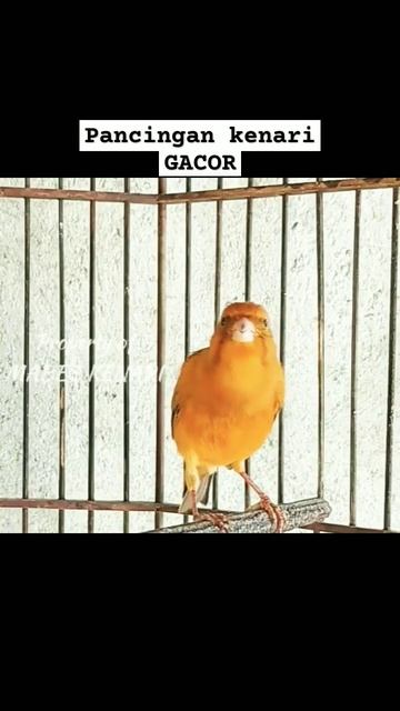 Pancingan Kenari Gacor Ngeroll Panjang | Part3 #pancingankenarigacor #kenarigacorpanjang #kicaumani смотреть онлайн