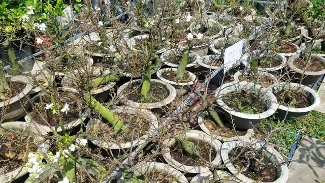 Bạch mai bon sai tại cửa hàng. Hotline: 0949471117 смотреть онлайн