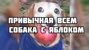 Coбaкa c яблоком