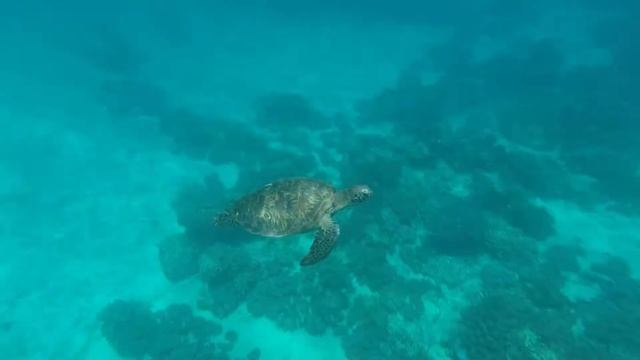 Sea Turtles of the Pacific смотреть онлайн