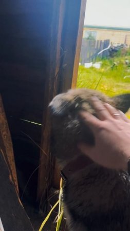 Напиши свою историю своей собаки!