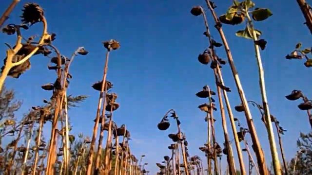 САМВЕЛ АДАМЯН НАДЯ УЕХАЛА НА 40 ДНЕЙ И УКRAL@ ПОЛОТЕНЦА смотреть онлайн