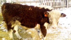 Герефорды в 10 и 11 месяцев