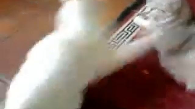 Весёлые кошачьи разборки смотреть онлайн