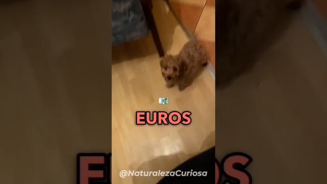 No conozco a un perro más lindo que el Cockapoo 🥰 #shorts #animales