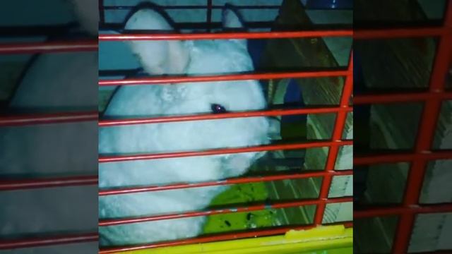 Шиншилла умывается чистит усы смотреть онлайн