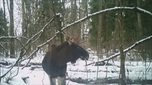 ЗАГОН