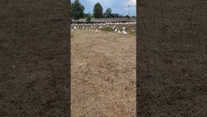 Выгульно-пастбищное содержание Гусей #гусипастбищные #актив #гуси #гусинаяферма #гуси_линда