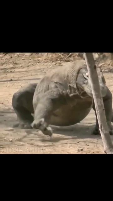 Комодский Варан - крупнейшая ящерица на Земле! #shorts смотреть онлайн