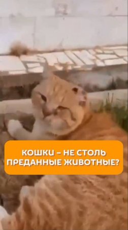 Кошки – не столь преданные животные?