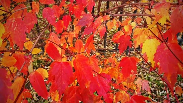 Красивые моменты моей жизни. смотреть онлайн