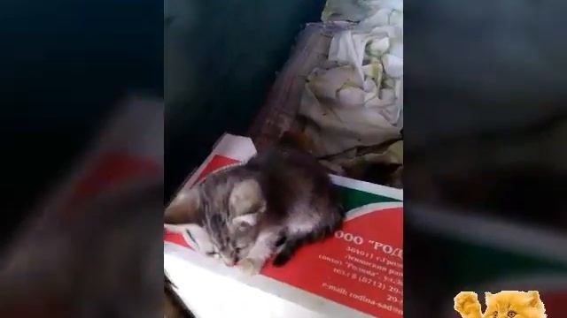 Приют для кошек Добрая лапа. Помогаем бездомным котикам смотреть онлайн