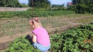 Наська собирает клубничку