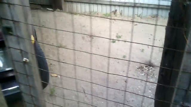 Злой кот смотреть онлайн