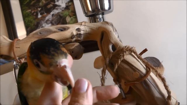 18 week old Buddy -- White Bellied Caique смотреть онлайн