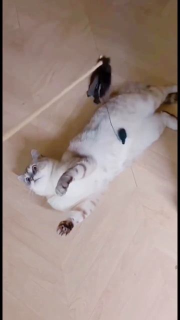 Кошачья тайна про кошачьи игры. смотреть онлайн