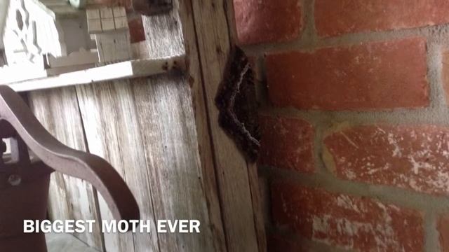 Biggest moth ever смотреть онлайн