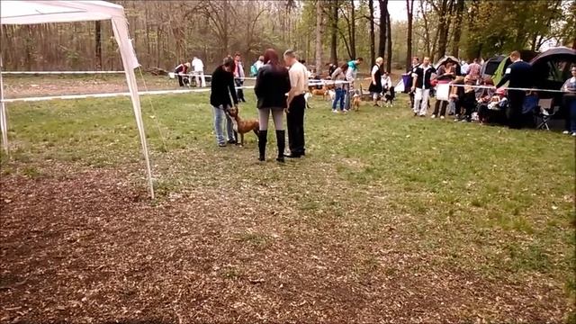 Tiger Tattoo's Mamma Mia eight months old very promising смотреть онлайн