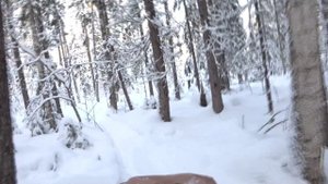 27012020 дача лес рассада