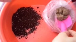 Глоксиния.Поиск клубенька , 1