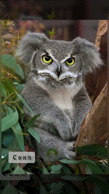 Имена людей в виде животных ▼・ᴥ・▼V●ᴥ●V смотреть онлайн