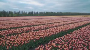 ДОБРОЕ УТРО