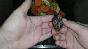 Архахатина маргината маргината. Пополнение в семье