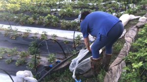 Укрываю клубнику от града и птиц