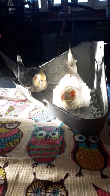 Кореллы купаются смотреть онлайн