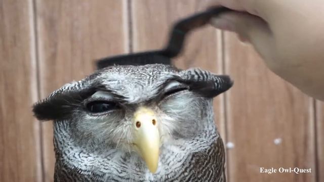 Massaging an Eagle Owl (Choco) フクロウ ワシミミズク сова сыч филин 雕鸮 猫头鹰 올빼미목 Burung Hantu