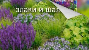 Манжетка мягкая. Что это за растение?