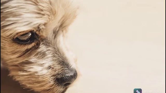 для любителей собак смотреть онлайн