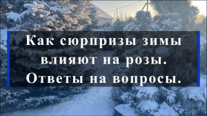 Как сюрпризы зимы влияют на розы. Ответы на вопросы.