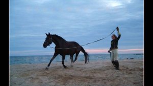 "НАСИЛЬНО МИЛЫМ" песня на стихи ДмитрияПАНЬКОВА songдизайн-АлександрФефелов-FEFELOFFcom