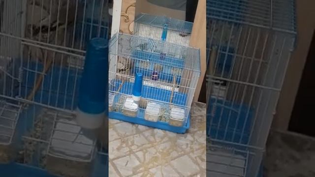 щегол смотреть онлайн